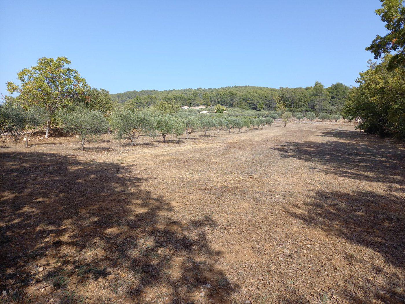 Débroussaillage — photo 2