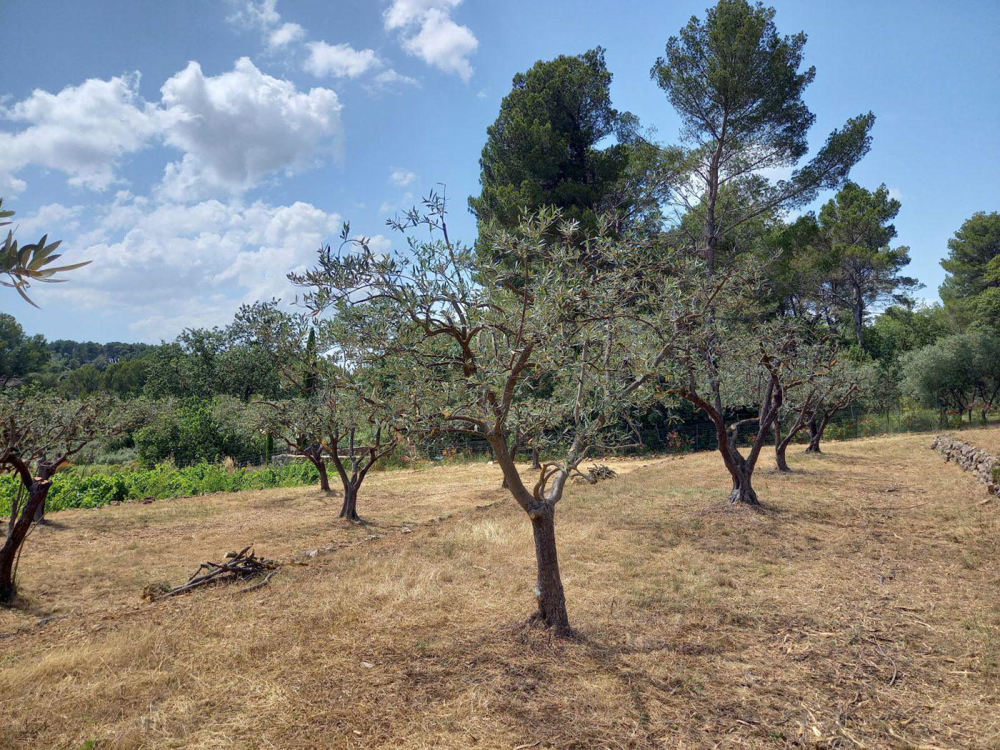 Entretien de jardins — photo 7